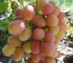 Виноград «София» относится к относительно новым гибридным формам